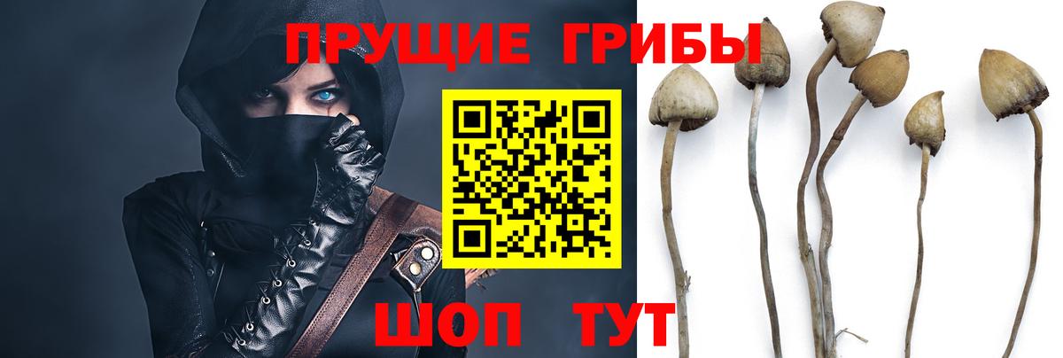Галлюциногенные грибы GOLDEN TEACHER Острогожск